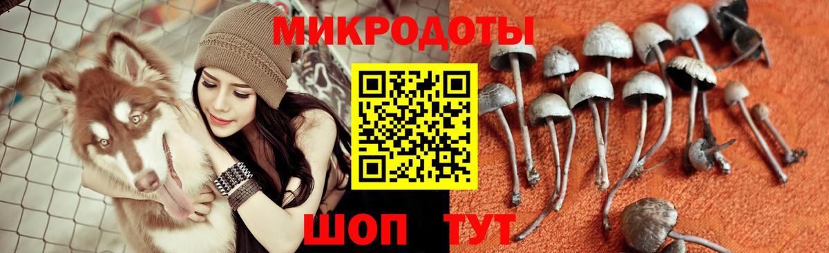 Псилоцибиновые грибы MAGIC MUSHROOMS  Вход с VPN  Псилоцибиновые грибы Psilocybine cubensis  Чернушка 
